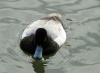 Lake_Merritt_Wildlife_Full Review_5.jpg